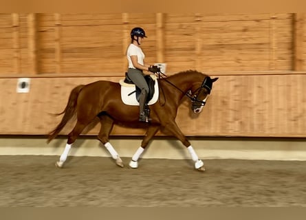 Rijnlander, Merrie, 4 Jaar, 167 cm, Vos