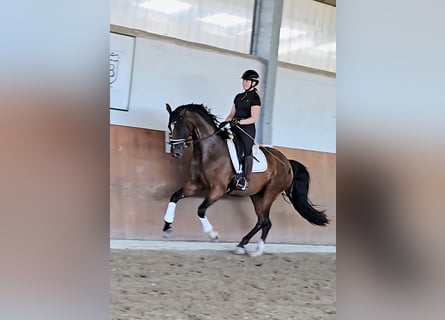 Rijnlander, Merrie, 4 Jaar, 169 cm, Donkerbruin