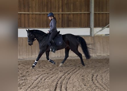 Rijnlander, Merrie, 5 Jaar, 161 cm, Zwartbruin