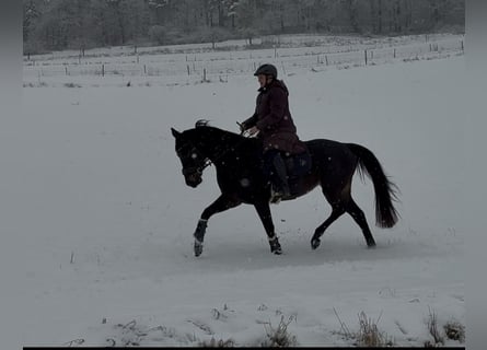 Rijnlander, Merrie, 5 Jaar, 161 cm, Zwartbruin