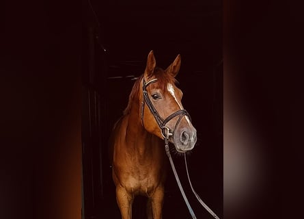 Rijnlander, Merrie, 5 Jaar, 167 cm, Vos