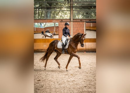 Rijnlander, Merrie, 6 Jaar, 173 cm, Donkere-vos