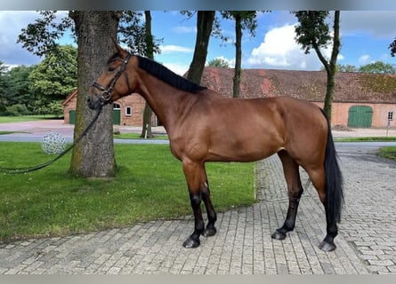 Rijnlander, Merrie, 7 Jaar, 172 cm, Bruin