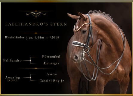 Rijnlander, Merrie, 8 Jaar, 168 cm, Donkere-vos