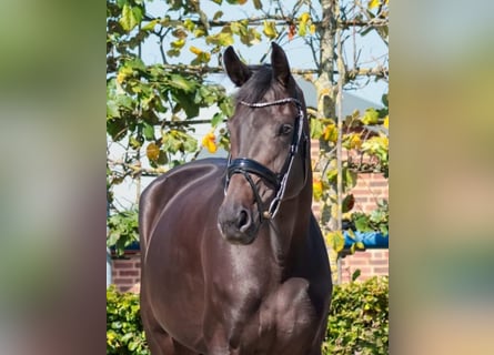 Rijnlander, Merrie, 8 Jaar, 172 cm, Donkerbruin
