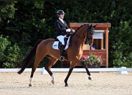 Rijnlander, Ruin, 11 Jaar, 176 cm, Bruin