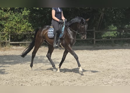 Rijnlander, Ruin, 4 Jaar, 167 cm, Zwartbruin