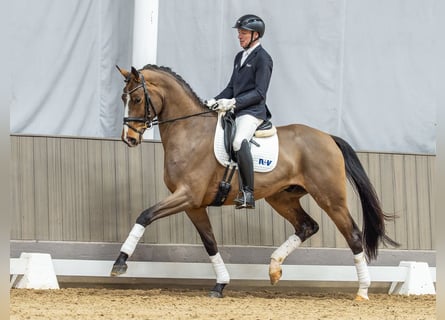 Rijnlander, Ruin, 4 Jaar, 175 cm, Bruin
