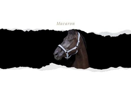 Rijnlander, Ruin, 4 Jaar, Zwart