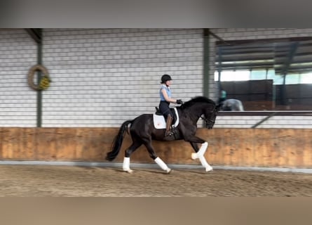 Rijnlander, Ruin, 5 Jaar, 172 cm, Zwart