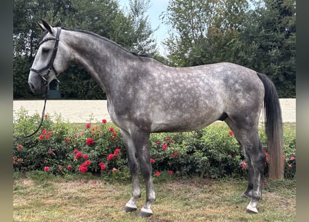 Rijnlander, Ruin, 5 Jaar, Schimmel