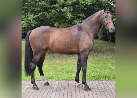 Rijnlander, Ruin, 7 Jaar, 170 cm, Bruin