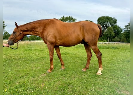 Rijnlander, Ruin, 8 Jaar, 172 cm, Vos