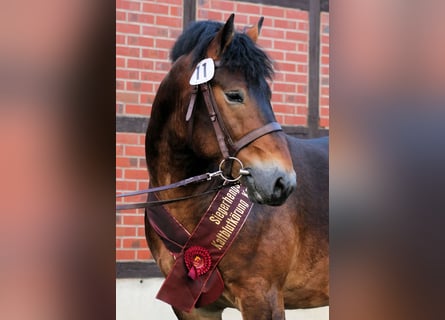 Rijnlandse Duitse Koudbloed, Hengst, 6 Jaar, 165 cm, Bruin