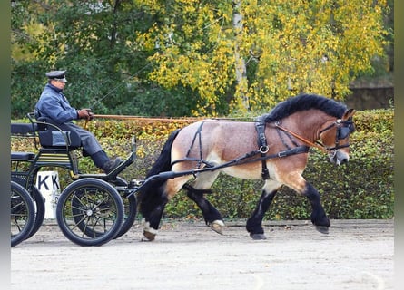 Rijnlandse Duitse Koudbloed, Hengst, 5 Jaar, 164 cm, Bruin