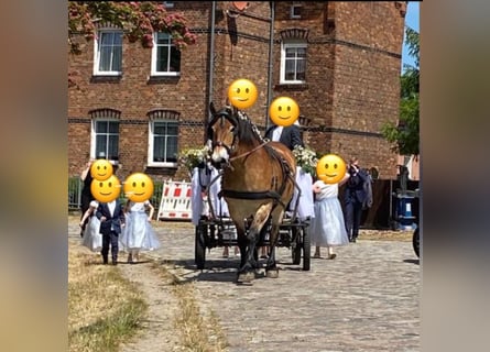 Rijnlandse Duitse Koudbloed, Merrie, 16 Jaar, 160 cm