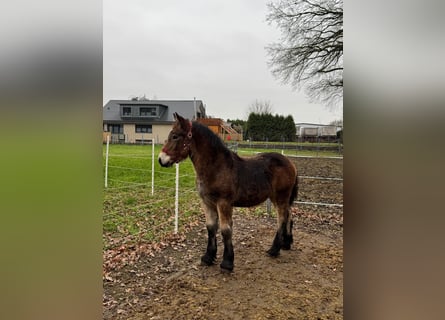 Rijnlandse Duitse Koudbloed, Merrie, 1 Jaar, 140 cm, Bruin