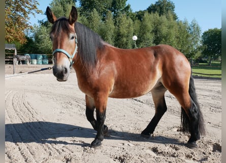 Rijnlandse Duitse Koudbloed, Merrie, 3 Jaar, 155 cm, Bruin