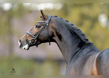 Koń westfalski, Ogier, 13 lat, 174 cm, Ciemnogniada