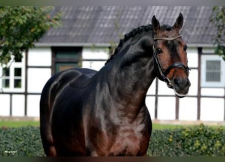 Westfaliano, Semental, 21 años, 172 cm, Castaño oscuro