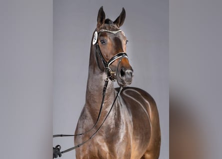 Westphalian, Stallion, 7 years, 16,2 hh, Smoky-Black
