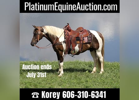 Rocky Mountain-häst, Valack, 13 år, 150 cm, Tobiano-skäck-alla-färger