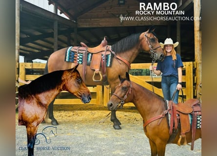 Rocky Mountain Horse, Caballo castrado, 12 años, 152 cm, Castaño rojizo