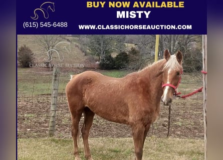 Rocky Mountain Horse, Caballo castrado, 14 años, 163 cm, Alazán rojizo