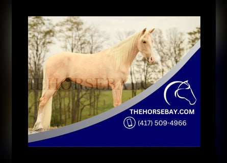 Rocky Mountain Horse, Caballo castrado, 4 años, 150 cm, Palomino