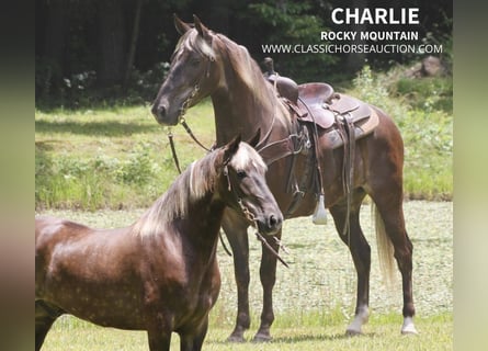 Rocky Mountain Horse, Caballo castrado, 5 años, 142 cm, Castaño