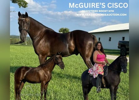 Rocky Mountain Horse, Caballo castrado, 5 años, 142 cm, Castaño