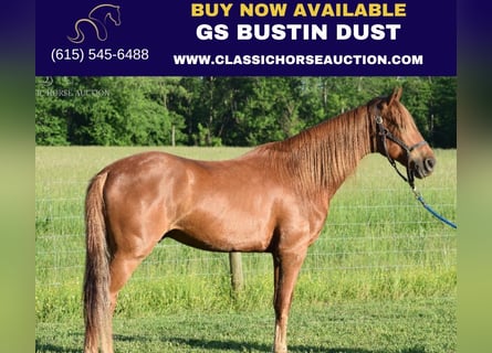 Rocky Mountain Horse, Caballo castrado, 5 años, 152 cm, Alazán rojizo