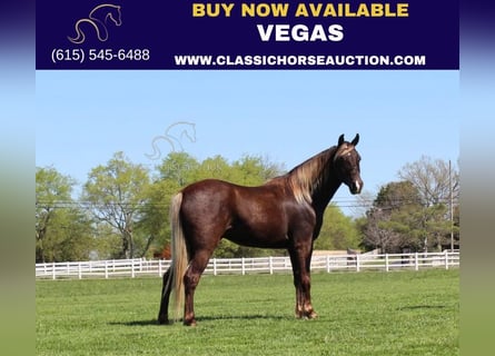 Rocky Mountain Horse, Caballo castrado, 7 años, 142 cm, Castaño