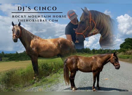 Rocky Mountain Horse, Caballo castrado, 7 años, 155 cm, Castaño