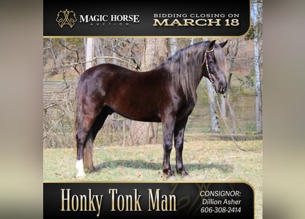 Rocky Mountain Horse, Castrone, 10 Anni, 142 cm, Baio
