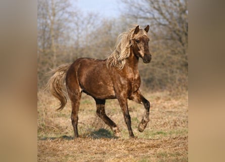 Rocky Mountain Horse, Castrone, 11 Anni, 154 cm, Baio