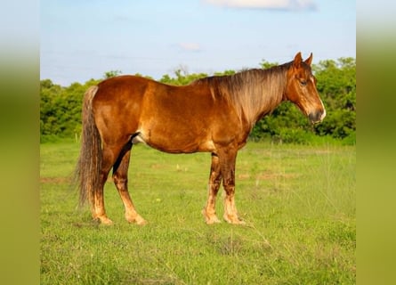 Rocky Mountain Horse, Castrone, 14 Anni, 152 cm, Palomino