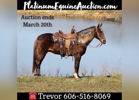 Rocky Mountain Horse, Castrone, 14 Anni, Sauro scuro