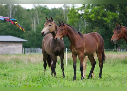 Rocky Mountain Horse, Castrone, 1 Anno, 150 cm, Baio