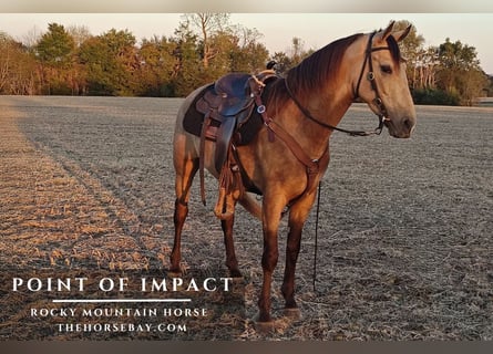 Rocky Mountain Horse, Castrone, 5 Anni, 150 cm