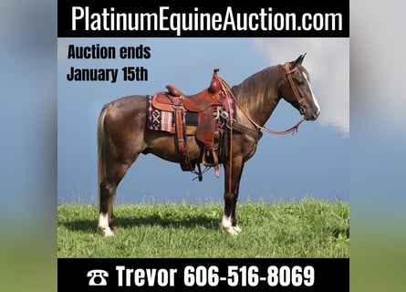 Rocky Mountain Horse, Castrone, 6 Anni, 142 cm, Baio chiaro