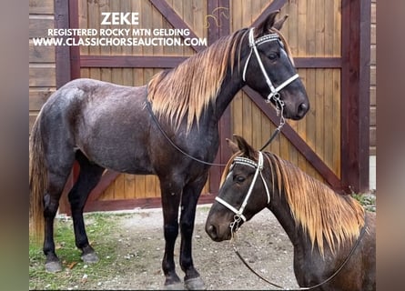 Rocky Mountain Horse, Castrone, 7 Anni, 152 cm, Baio