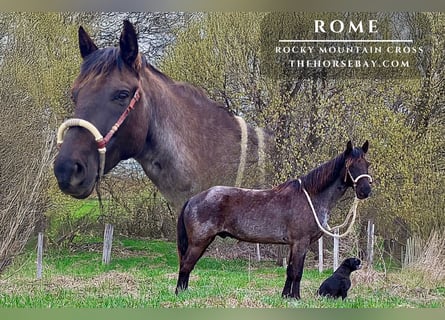 Rocky Mountain Horse Mix, Castrone, 7 Anni, 152 cm, Roano blu