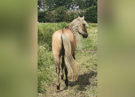 Rocky Mountain horse, Étalon, 6 Ans, 156 cm