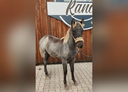 Rocky Mountain horse, Étalon, Poulain (04/2025), 154 cm, Roan-Bay