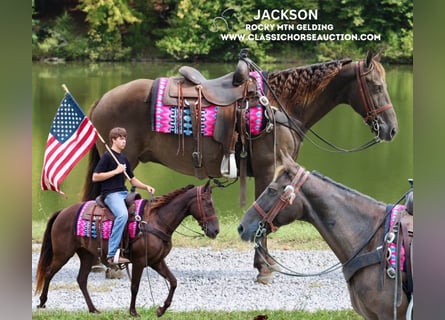 Rocky Mountain Horse, Gelding, 10 years, 15 hh, Brown