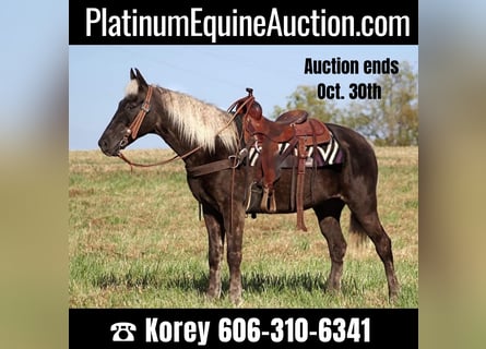 Rocky Mountain Horse, Gelding, 16 years, 15,1 hh, Brown