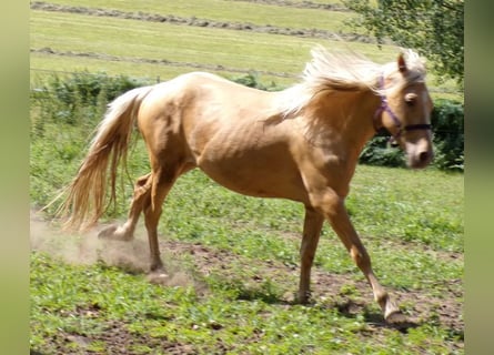 Rocky Mountain Horse Mix, Gelding, 3 years, 14,1 hh, Palomino