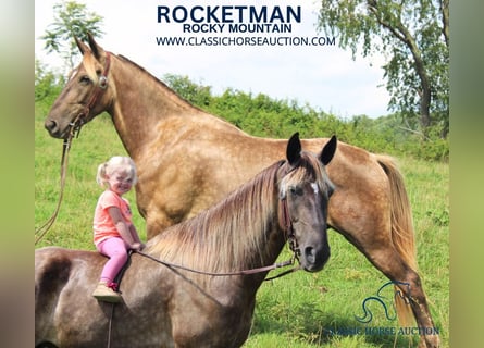 Rocky Mountain Horse, Gelding, 4 years, 14 hh, Brown