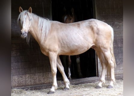 Rocky Mountain Horse Mix, Gelding, 4 years, 14,1 hh, Palomino